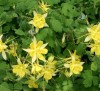 AQUILEGIA UNDERSIZED MIX